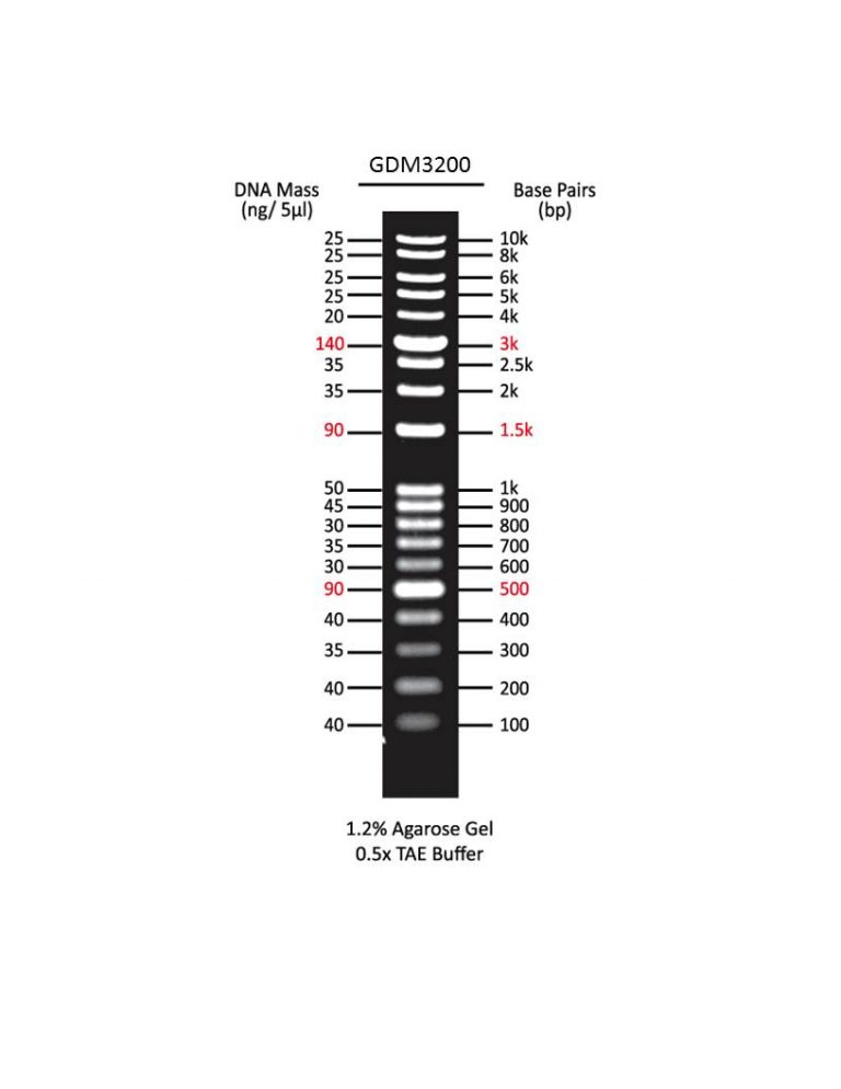 Dna Ladder Kb Plus Kb Genxbiomed